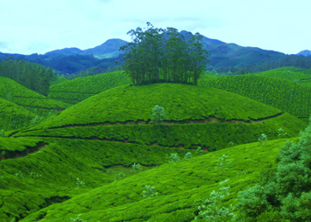 Tea Gardens,Munnar